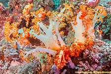 soft coral